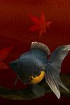 金魚 Gold Fish 3D ライブ壁紙 のスクリーンショットapk 4
