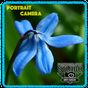 Portrait Camera (PRO) Free APK