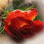 APK-иконка Red Rose Under Rain Live Wallp