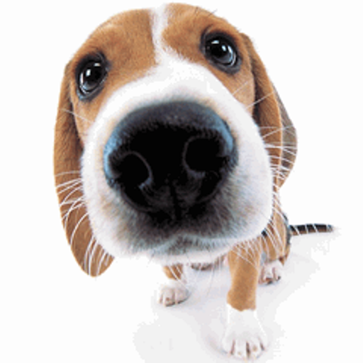 Tải miễn phí APK Cute Dog Sniffs Live Wallpaper Android