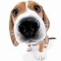 Cute Dog Sniffs Live Wallpaper APK Simgesi