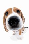 Gambar Cute Dog Sniffs Live Wallpaper 2