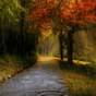 APK-иконка Rain In Autumn Live Wallpaper