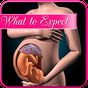 Biểu tượng apk Pregnancy app : weekly expectations