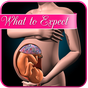 Pregnancy app : weekly expectations APK