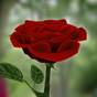 Icona 3D Rose Live Wallpaper