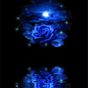 Blue Rose Reflected In Water L APK