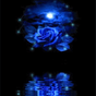 Icoană apk Blue Rose Reflected In Water L