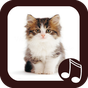 Cat Meow Real Sounds icon