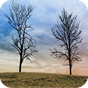 Twin Trees - Live Wallpaper APK