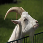 Angry Goat Simulator Revenge: Crazy Goat Madness APK icon