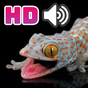 Suara Tokek HD APK