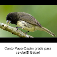 Canto Papa Capim Tui Tui Puro