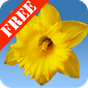 Daffodils Free Live Wallpaper apk icon