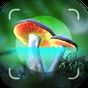 Mushroom Identifier - Picture Mushroom APK