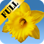 Daffodils Live Wallpaper