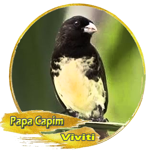 Canto Papa Capim Viviti: álbuns, músicas, playlists