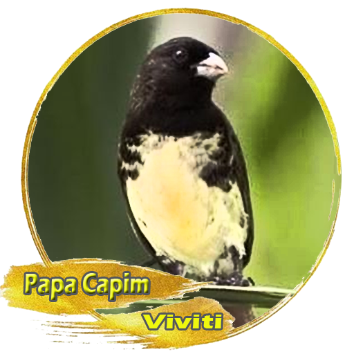 Canto Papa Capim Viviti: álbuns, músicas, playlists