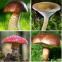 Icône de Identificateur de champignon