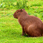 Icoană apk Capybara Wallpapers