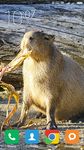 Capybara Wallpapers Bild 6