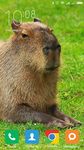 Capybara Wallpapers Bild 7