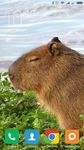 Capybara Wallpapers Bild 2