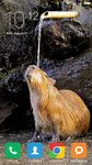 Capybara Wallpapers obrazek 1