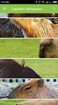 Capybara Wallpapers Bild 