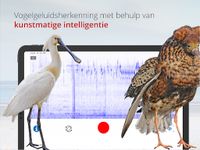 Vogels van Nederland en België screenshot APK 9