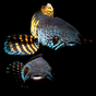 Channa Fish Wallpapers APK