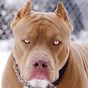 pitbull wallpaper HD APK