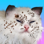 Icoană apk Cat Makeover