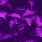 ikon apk Purple Wallpaper