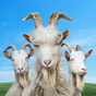 Ícone do Goat Simulator 3