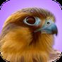 iBird Pro Birds North America icon