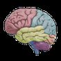 Ícone do 3D Brain