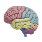 Icono de 3D Brain