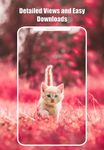 Скриншот 9 APK-версии Cute Cats & Kittens Wallpapers