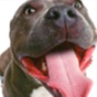 Hundetraining und Tricks APK Icon