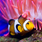 Ícone do Peixes do Oceano Papel de Parede Animado 