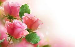 Roses Live Wallpaper  screenshot apk 3