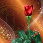 Иконка Живые Обои Розы 3D 