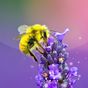 Ikon apk Bee Live Wallpaper