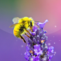 Pszczoły Animowana Tapeta APK