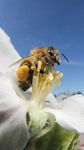 Abeille Fond d'Écran Animé image 4