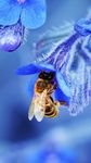 Gambar Bee Live Wallpaper 2