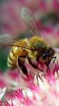 Gambar Bee Live Wallpaper 1