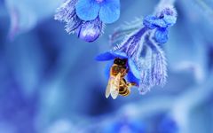 Gambar Bee Live Wallpaper 5