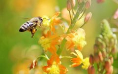 Abeille Fond d'Écran Animé image 6